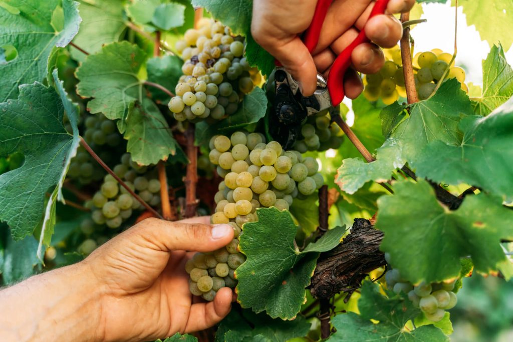 salmaso_chi-siamo_carosello_vendemmia vendemmia dell'uva